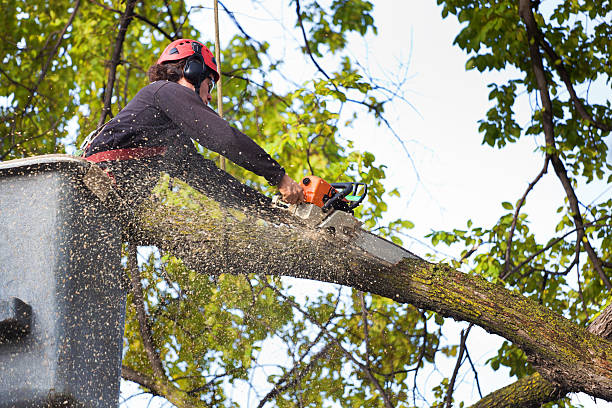 Tree and Shrub Care in Meridian, TX